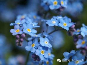 勿忘我在线视频写真,穿越时光的青春记忆