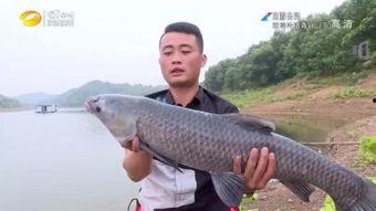 青鱼视频青鱼在线视频,青鱼在线视频的精彩世界